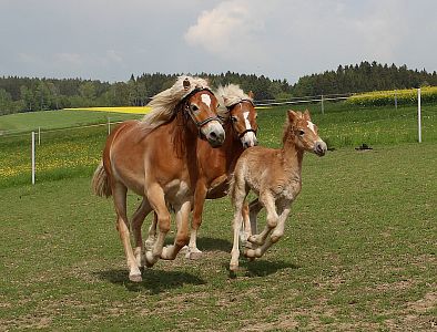 Pension U Červené podkovy